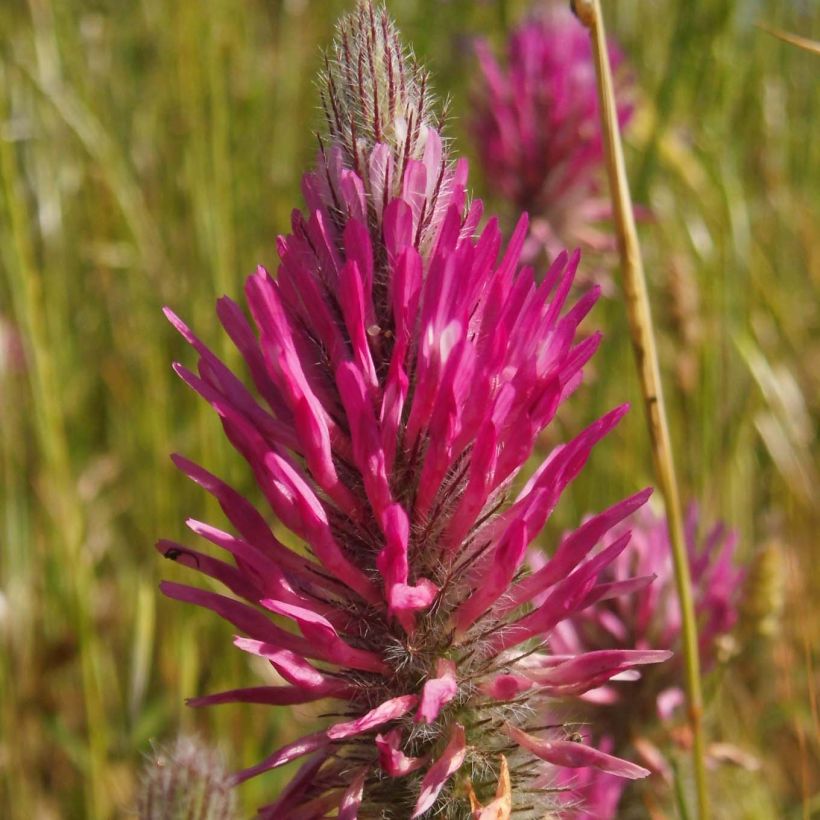 Trifolium rubens (Flowering)