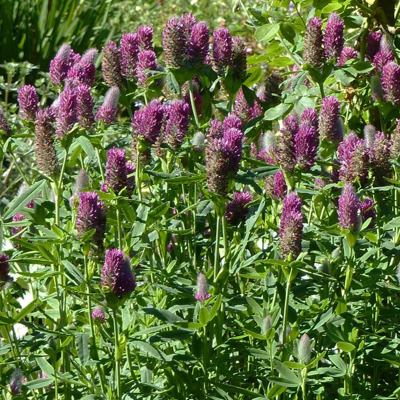 Trifolium rubens (Plant habit)