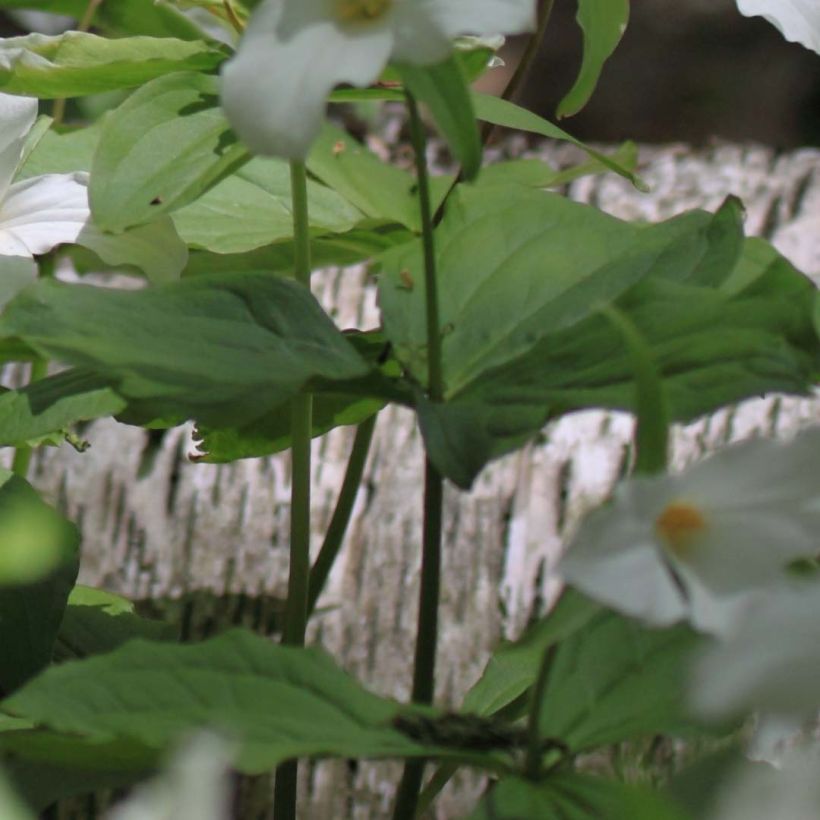 Trillium flexipes (Foliage)