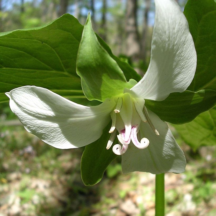 Trillium flexipes (Flowering)