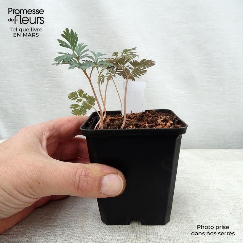 Trillium flexipes  8/9 cm pot sample as delivered in spring