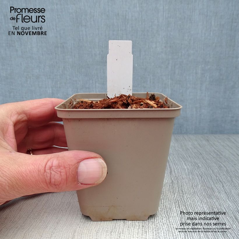 Trillium recurvatum  8/9 cm pot sample as delivered in autumn