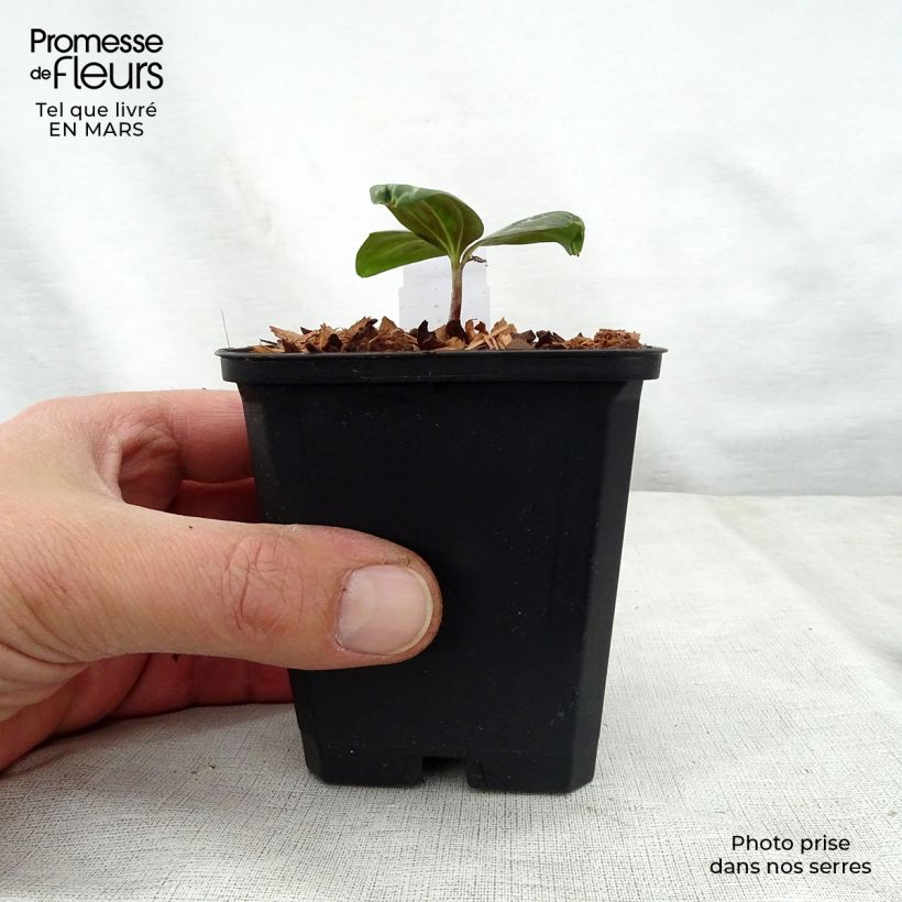 Trillium sessile  8/9 cm pot sample as delivered in spring