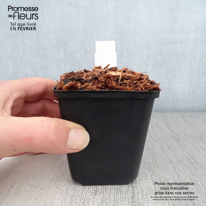 Trillium sessile  8/9 cm pot sample as delivered in winter