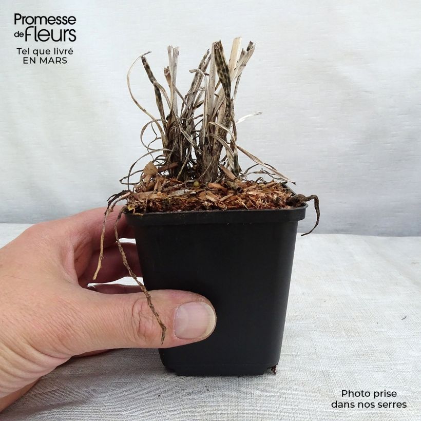 Kniphofia uvaria Banana Popsicle - Red Hot Poker 8/9 cm pot sample as delivered in winter