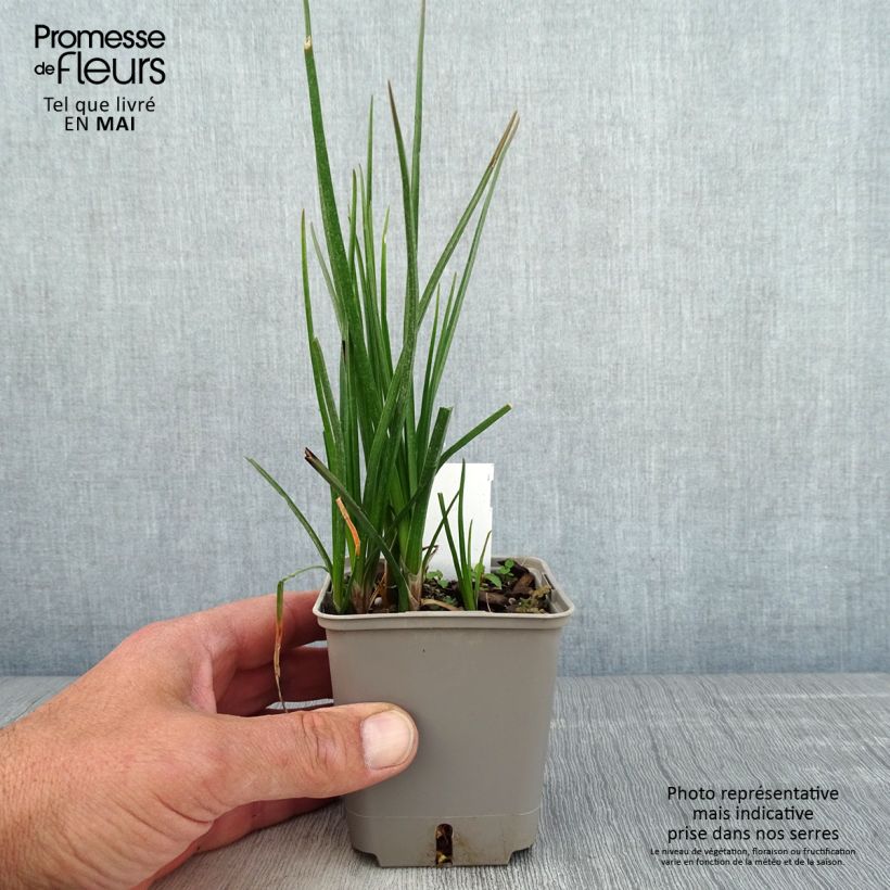 Kniphofia uvaria Lemon Popsicle - Red Hot Poker 8/9 cm pot sample as delivered in spring