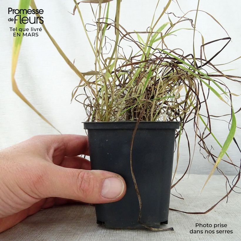 Kniphofia uvaria Nancys Red - Red Hot Poker 8/9 cm pot sample as delivered in spring