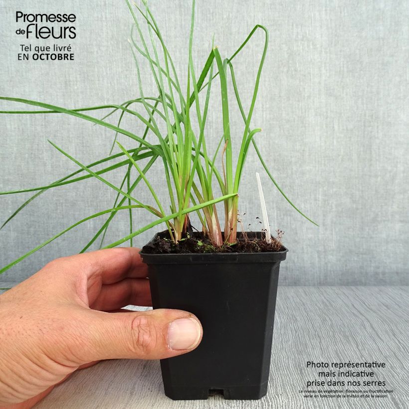 Kniphofia uvaria Nancys Red - Red Hot Poker 8/9 cm pot sample as delivered in autumn
