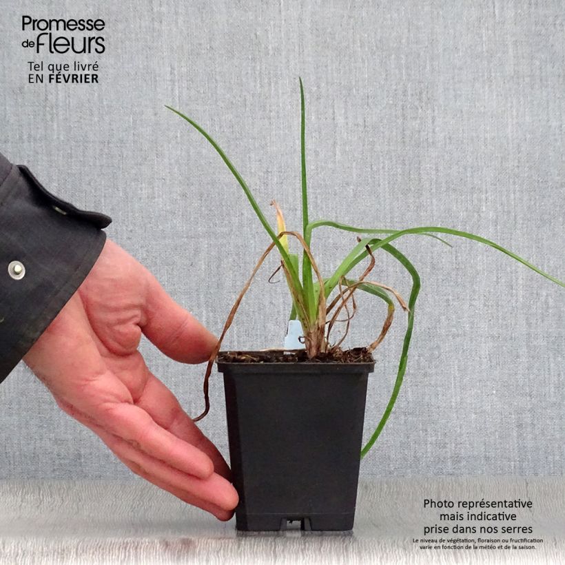 Kniphofia uvaria Nancys Red - Red Hot Poker 8/9 cm pot sample as delivered in winter