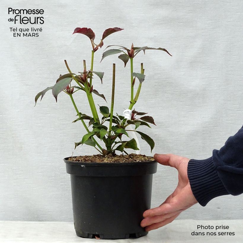 Trochodendron aralioides 4L/5L pot sample as delivered in spring