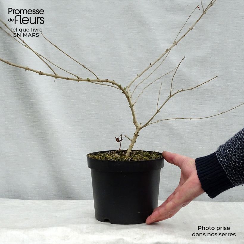Ligustrum obtusifolium Ilvomassi - Privet 2L/3L pot sample as delivered in winter