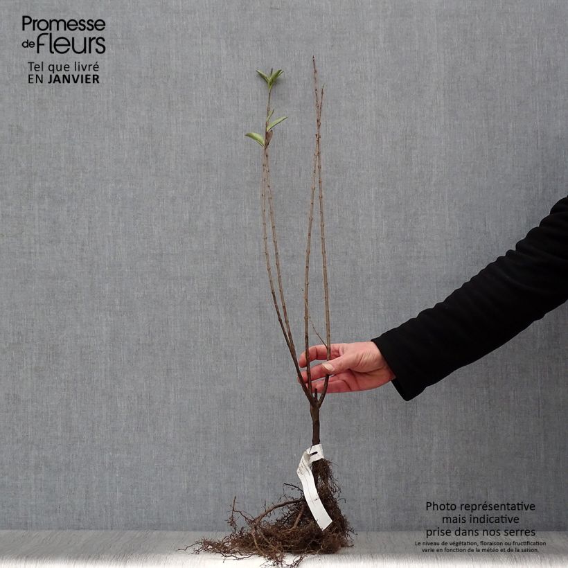 Ligustrum ovalifolium - Privet Bare root sample as delivered in winter