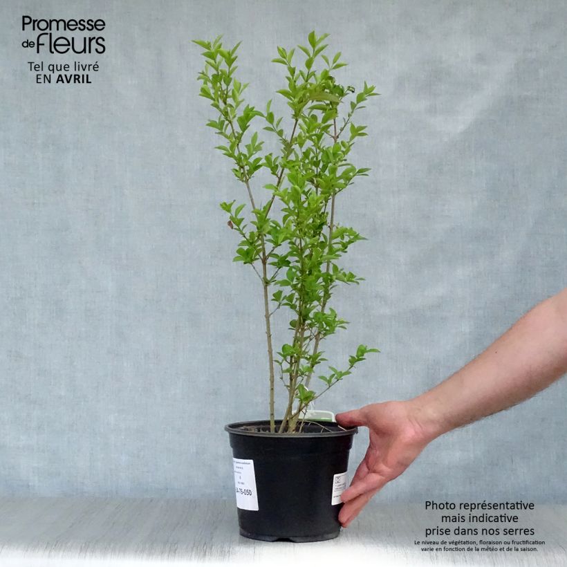 Ligustrum ovalifolium - Privet 2L/3L pot sample as delivered in spring