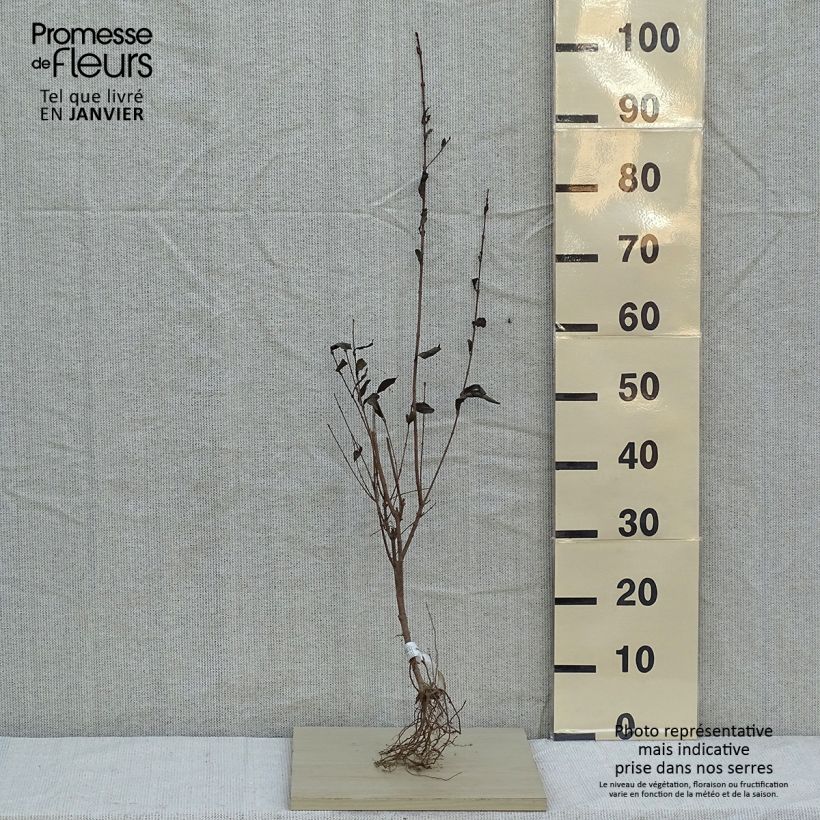 Ligustrum ovalifolium - Privet Bare root sample as delivered in winter