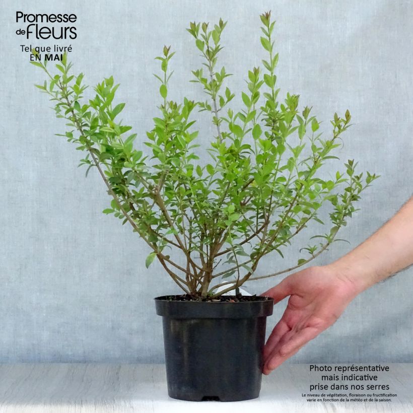 Common Privet - Ligustrum vulgare Atrovirens 2L/3L pot sample as delivered in spring