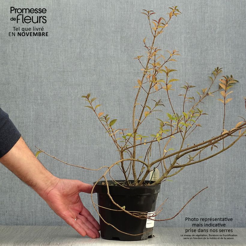 Common Privet - Ligustrum vulgare Atrovirens 2L/3L pot sample as delivered in autumn