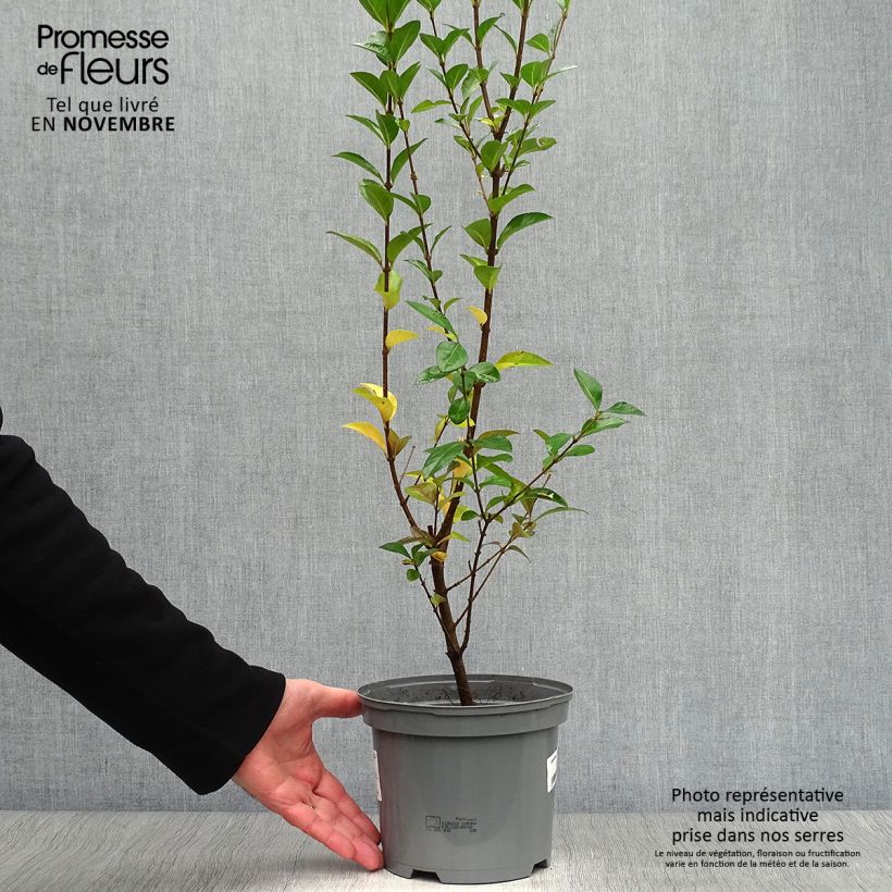 Ligustrum ovalifolium Lemon and Lime - Garden Privet 2L/3L pot sample as delivered in autumn