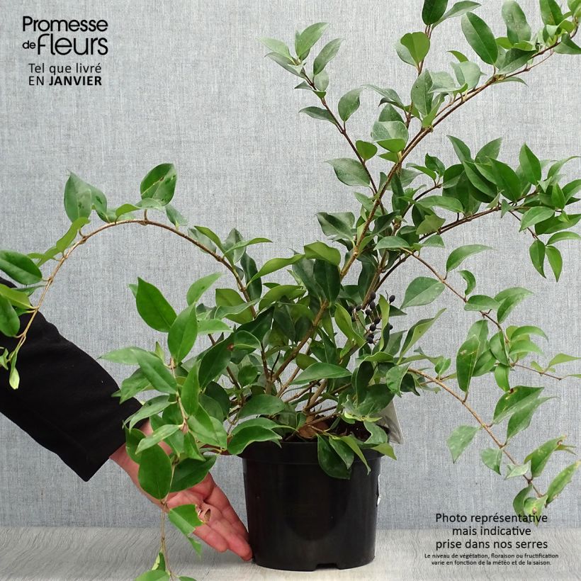 Ligustrum lucidum - Glossy Privet 2L/3L pot sample as delivered in winter