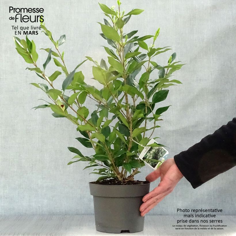 Ligustrum lucidum - Glossy Privet 2L/3L pot sample as delivered in spring