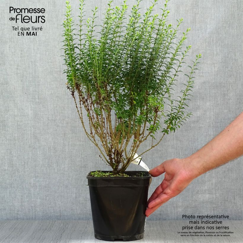 Ligustrum sinense Eugene Clive - Chinese Privet 4L/5L pot sample as delivered in spring