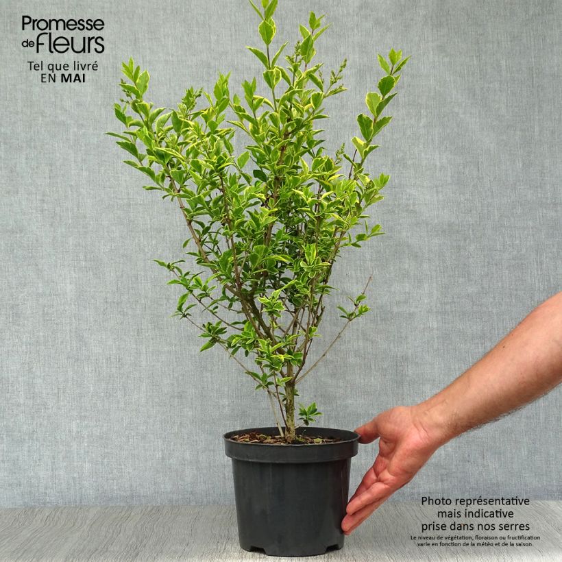 Golden Privet - Ligustrum ovalifolium Aureum 2L/3L pot sample as delivered in spring