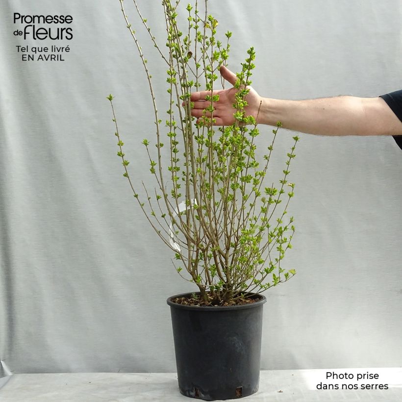Golden Privet - Ligustrum ovalifolium Aureum 7.5L/10L pot sample as delivered in spring