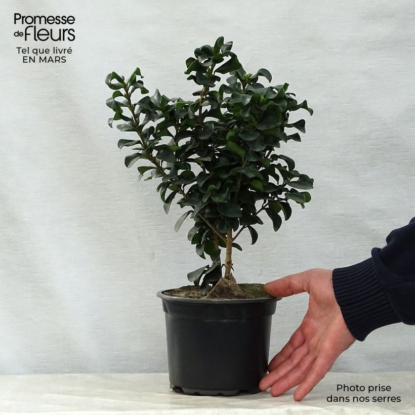 Ligustrum japonicum Rotundifolium - Japanese Privet 2L/3L pot sample as delivered in spring