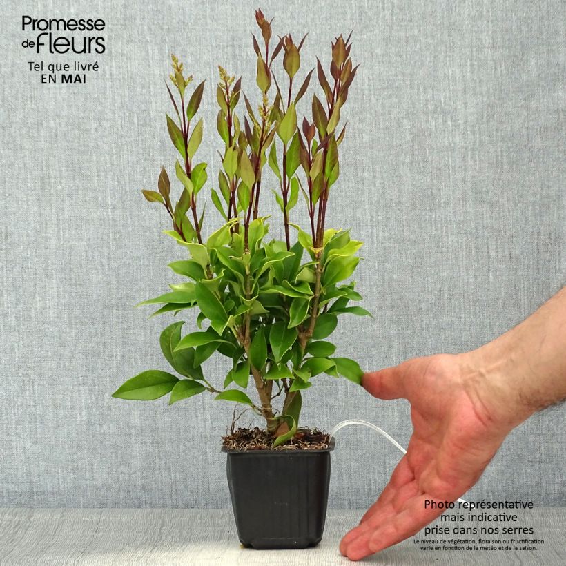 Ligustrum japonicum - Japanese Privet 8/9 cm pot sample as delivered in spring