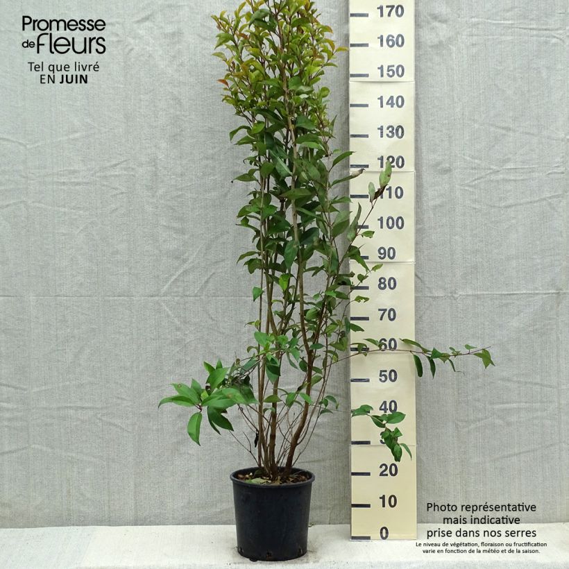Ligustrum japonicum - Japanese Privet 7.5L/10L pot sample as delivered in spring