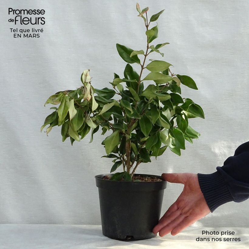 Ligustrum japonicum Texanum - Japanese Privet 2L/3L pot sample as delivered in spring