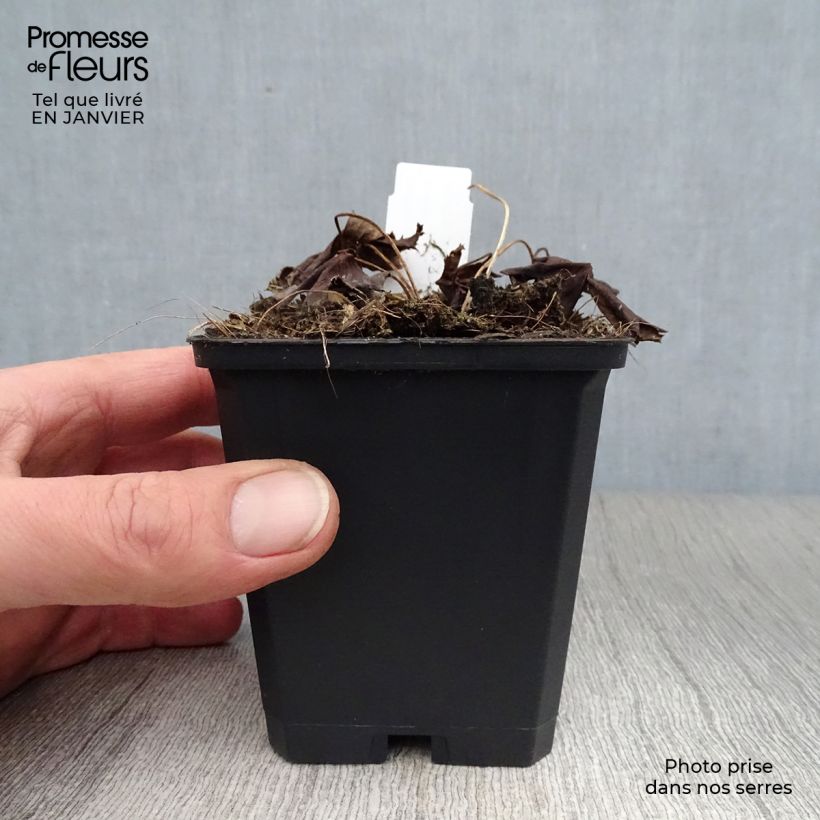 Trollius chinensis Golden Queen 8/9 cm pot sample as delivered in winter