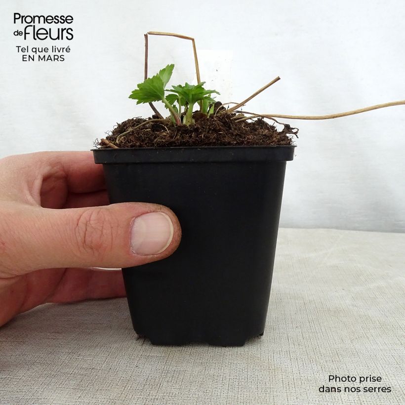 Trollius x cultorum Cheddar 8/9 cm pot sample as delivered in spring