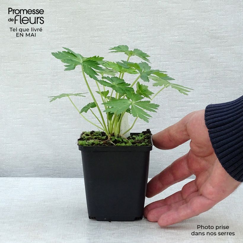 Trollius europaeus  8/9 cm pot sample as delivered in spring