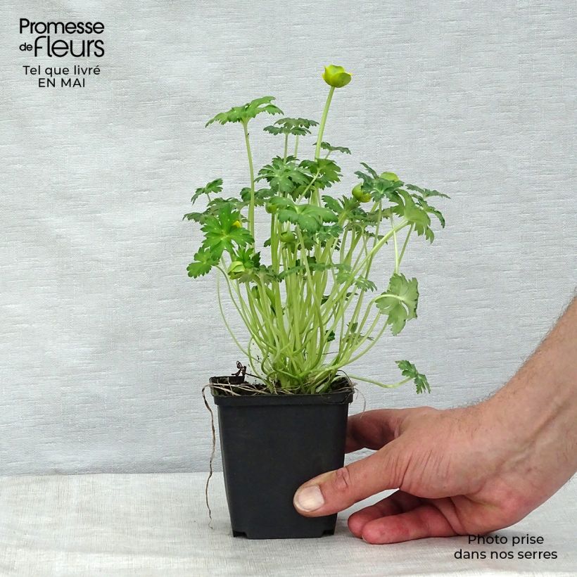 Trollius pumilus - Dwarf Globeflower 8/9 cm pot sample as delivered in spring