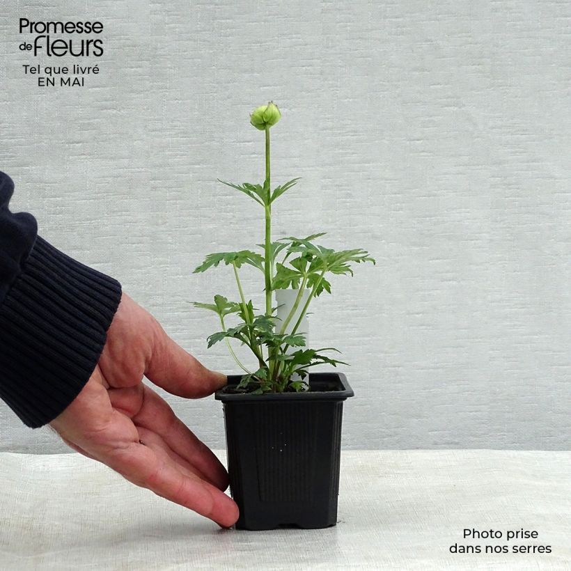 Trollius x cultorum Alabaster 8/9 cm pot sample as delivered in spring