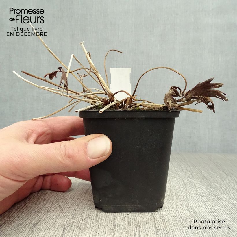 Trollius x cultorum Lemon Queen 8/9 cm pot sample as delivered in winter