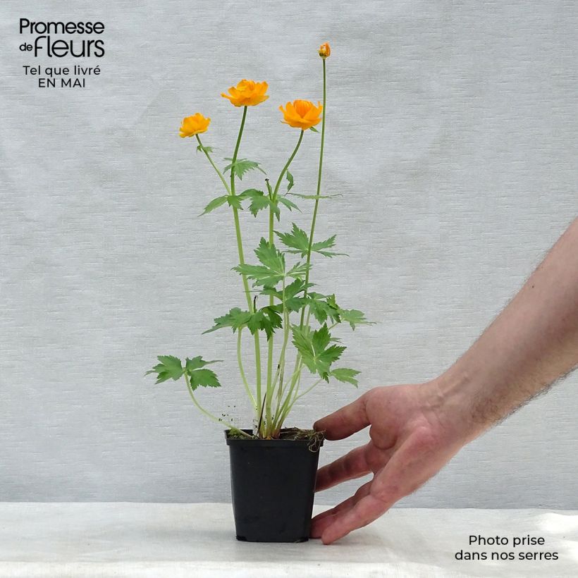 Trollius asiaticus  8/9 cm pot sample as delivered in spring
