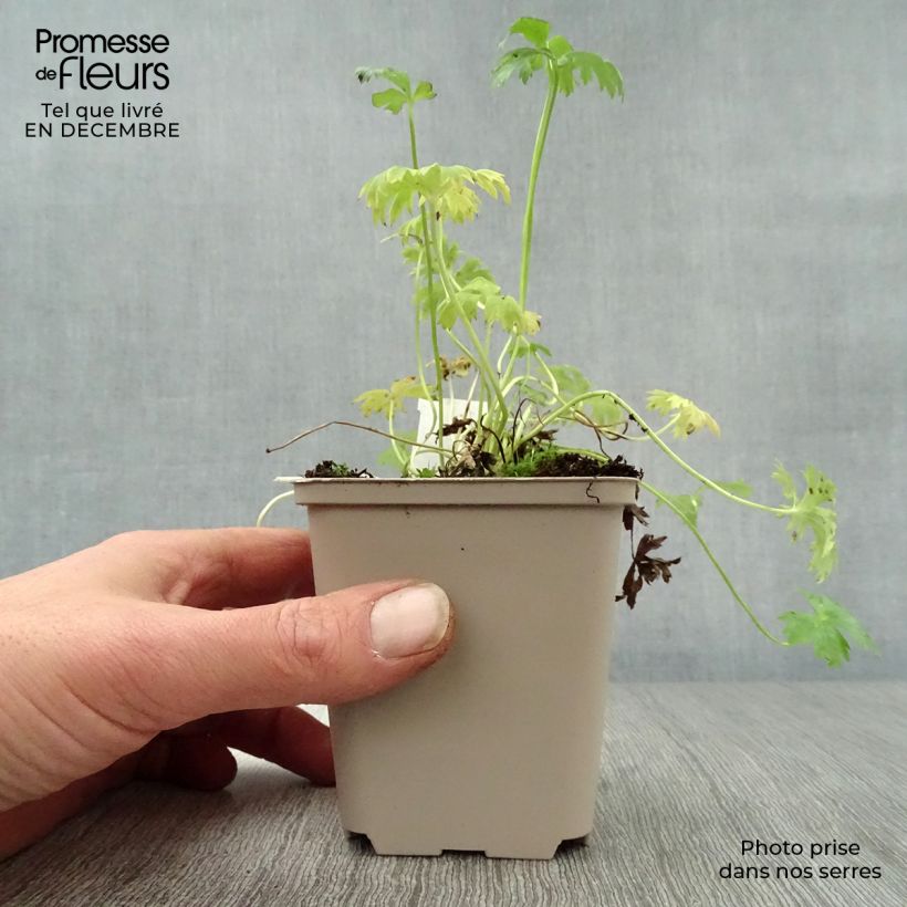 Trollius pumilus - Dwarf Globeflower 8/9 cm pot sample as delivered in winter