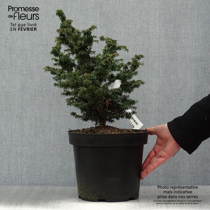 Iris germanica Chateau dAuvers-sur-Oise - Bearded Iris 8/9 cm pot sample as delivered in winter