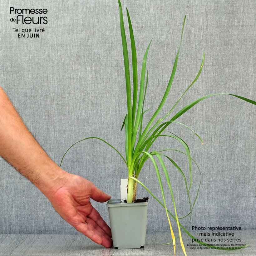 Tulbaghia violacea var. maritima x simmleri Himba 2L/3L pot sample as delivered in summer