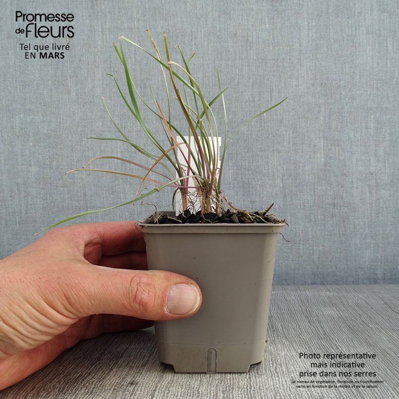 Tulbaghia violacea Purple Eye - Society Garlic 8/9 cm pot sample as delivered in winter