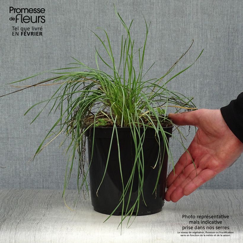 Tulbaghia violacea Purple Eye - Society Garlic 2L/3L pot sample as delivered in winter