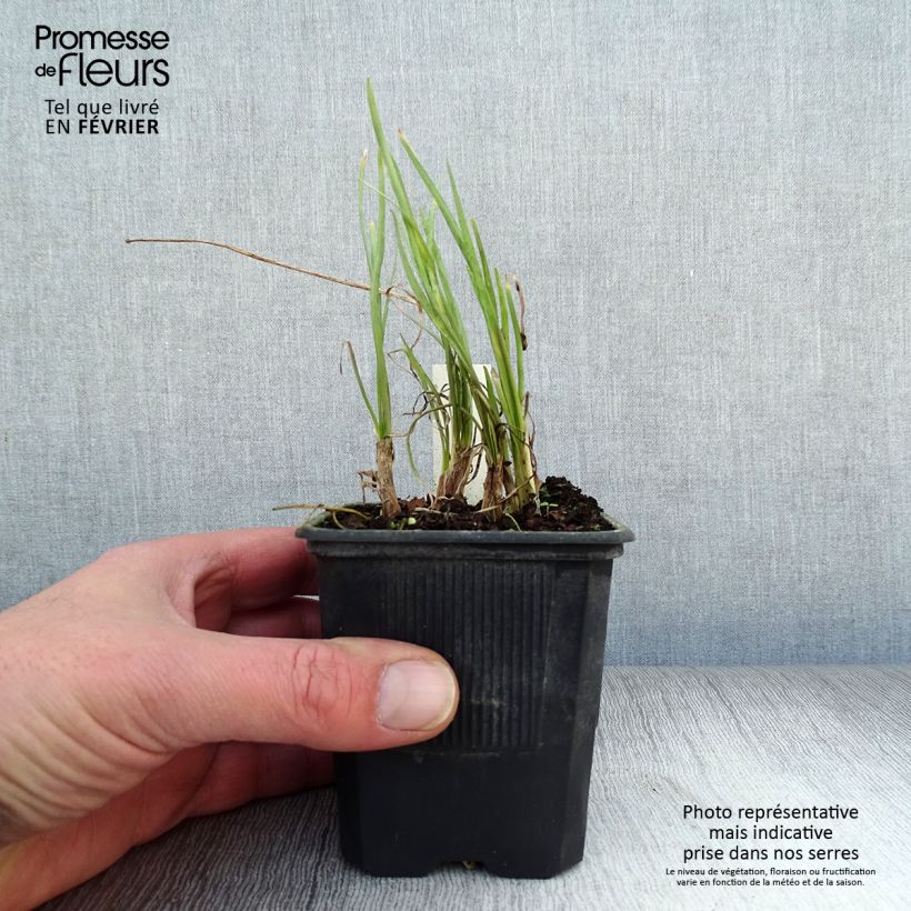 Tulbaghia violacea Ashanti - Society Garlic 8/9 cm pot sample as delivered in winter