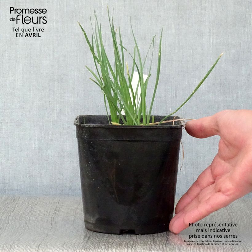 Tulbaghia violacea Ashanti - Society Garlic 2L/3L pot sample as delivered in spring