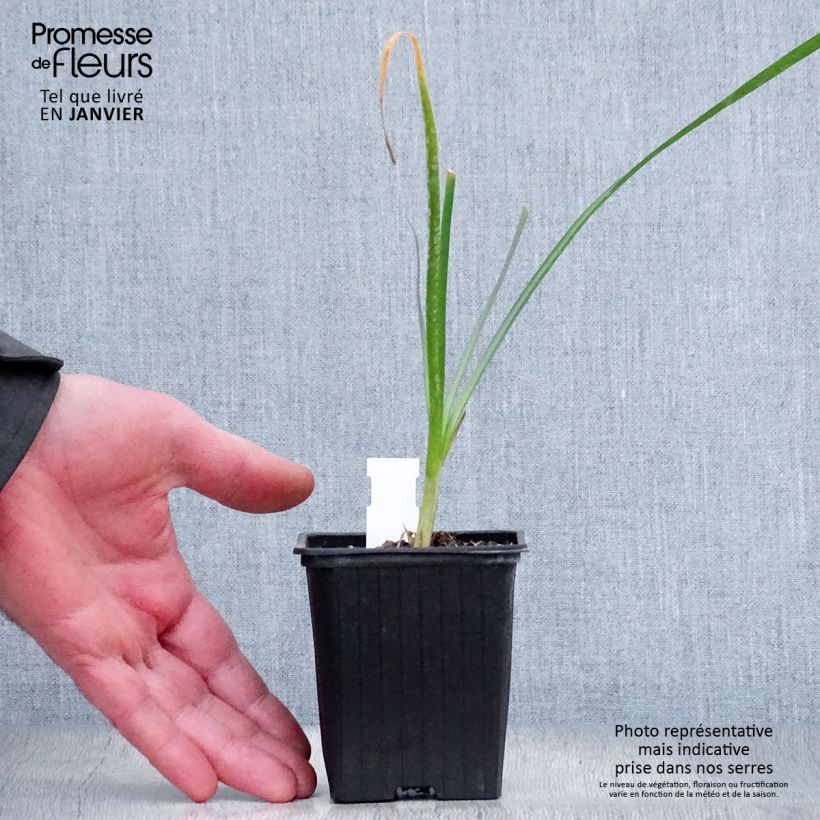 Tulbaghia violacea Pearl 8/9 cm pot sample as delivered in winter