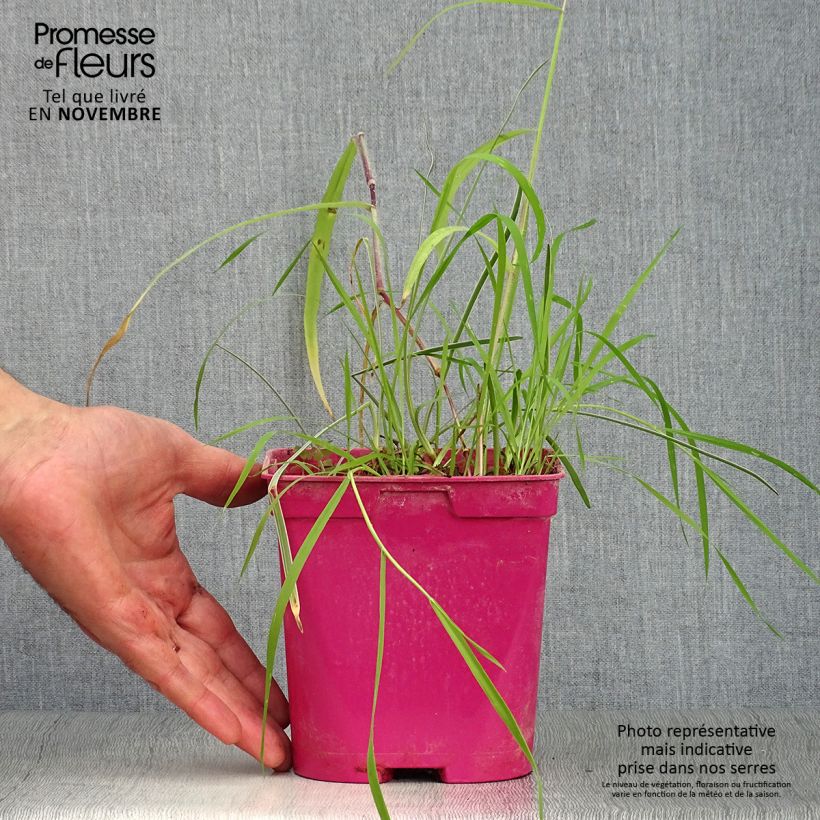 Tulbaghia violacea Silver Lace - Society Garlic 2L/3L pot size I sample as delivered in autumn
