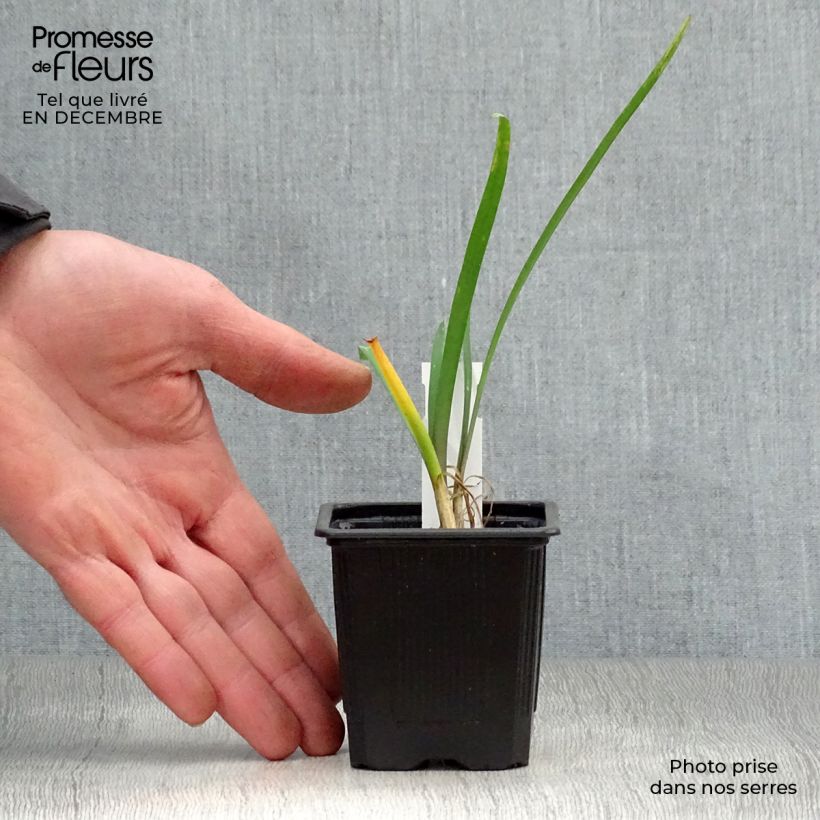 Tulbaghia violacea - Society Garlic 8/9 cm pot sample as delivered in winter