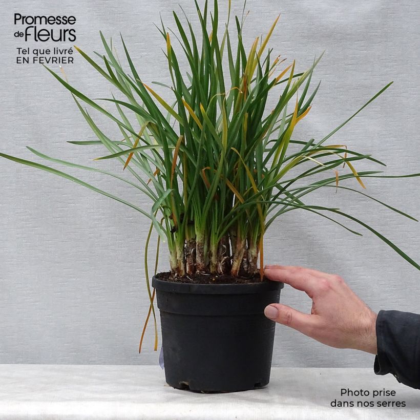 Tulbaghia violacea - Society Garlic 2L/3L pot sample as delivered in winter