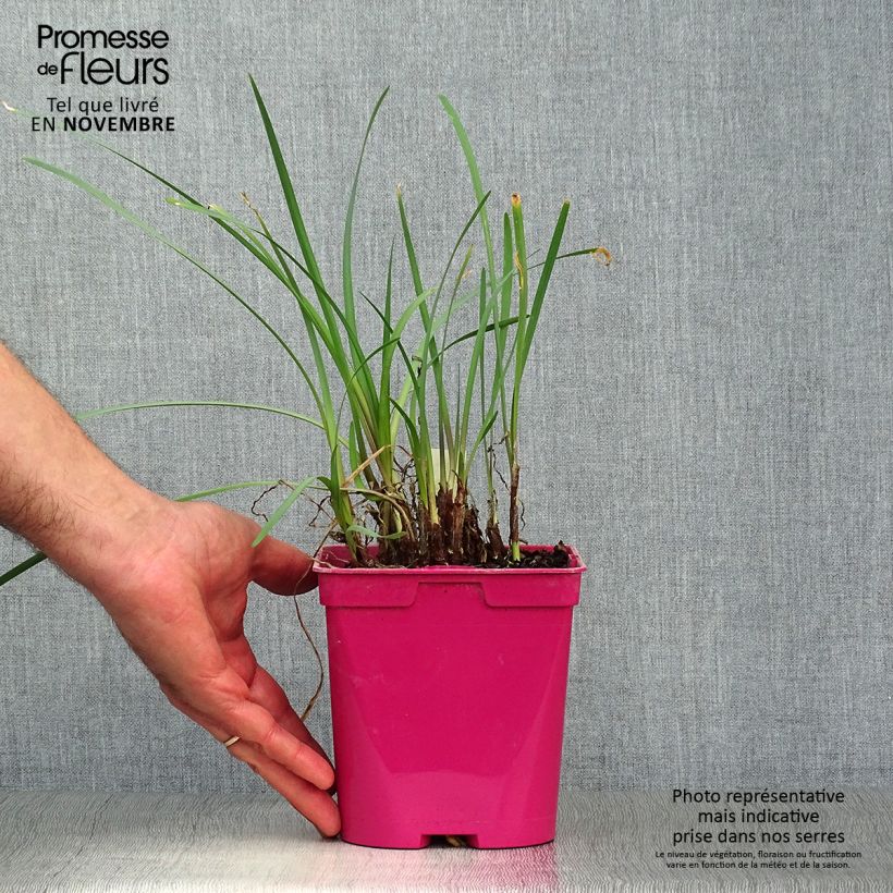 Tulbaghia violacea - Society Garlic 2L/3L pot sample as delivered in autumn