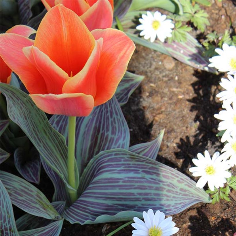 Tulipa Corsage (Plant habit)